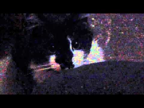 El gato mas chistoso del mundo