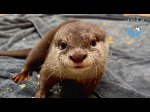 A Gift Makes This Baby Otter Go Crazy!