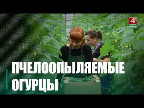 Пакуль выбралі 200-300 кг. Пад Гомелем пачаўся збор ураджаю агуркоў у лютым видео