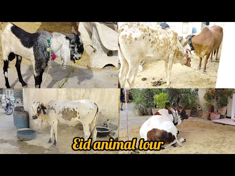 Bakra Eid animals tour||beautiful animals #animals