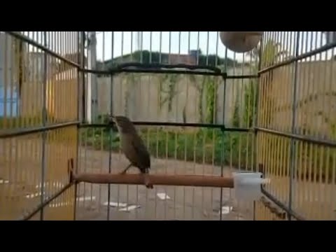 Rouxinol cantando na gaiola (curruira)