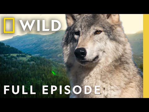 Wolf Life (Full Episode) | Yellowstone Wolves: Succession | Nat Geo Animals