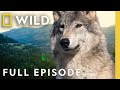 Wolf Life Full Episode Yellowstone Wolves Succession Nat Geo Animals