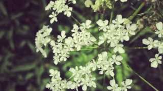 Saga of Harrison Crabfeathers