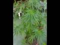 Hobo -Io sono un Rastaman.wmv 