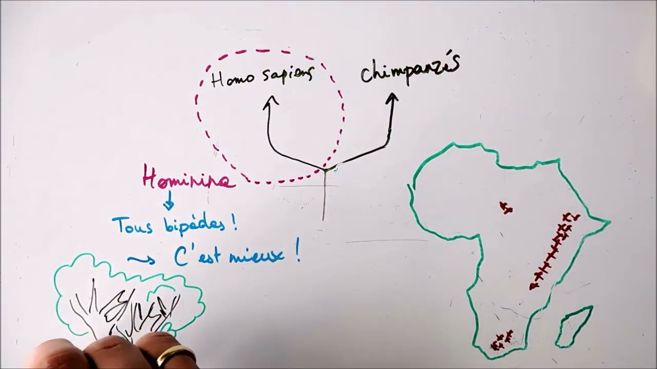Evolution humaine 1 - Hominidés et émergence de la lignée humaine