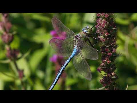 Kanizsa TV Híradó -  Az óriás-szitakötő lett az év rovara 2018-ban