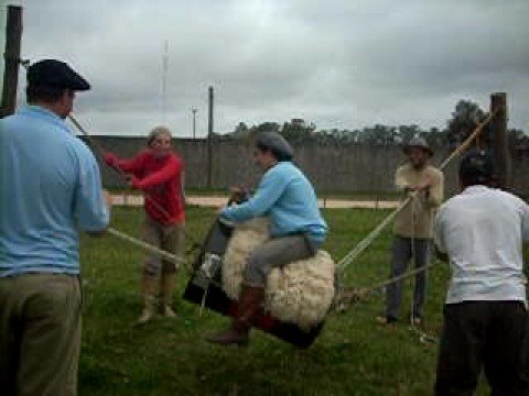 Ginetiada em barril-Rural