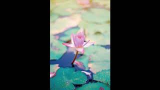 Restful Center Guided Meditation