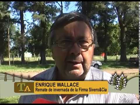 100 WALLACE REMATE INVERNADA DEL 06 04 19 EN SALADILLO