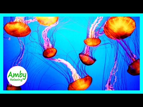 The Best Jellyfish Aquarium 3 Hours RELAXING MUSIC