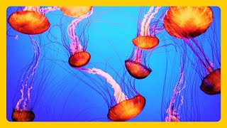 The Best Jellyfish Aquarium for Relaxation - Sleep Relax Meditation Music - 3 hours - Screensaver