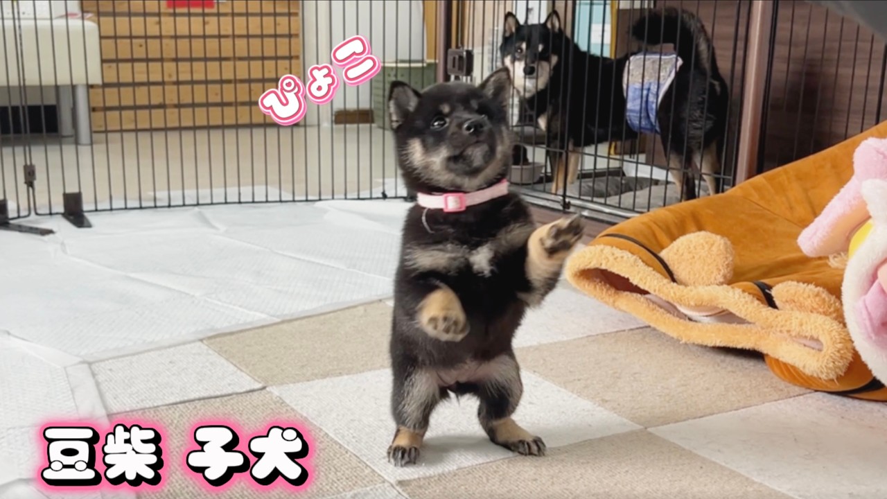 【豆柴犬】おすわり練習の成果発表！？可愛すぎる癒しのドッグラン観察“赤ちゃんと癒し”まめしば亭ブログvlog