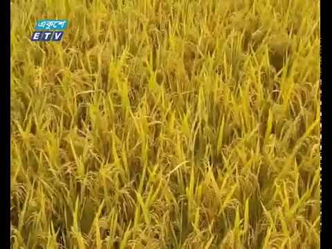 জনপ্রিয় হয়ে উঠছে জিংক সমৃদ্ধ ধান চাষ