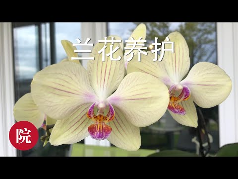 , title : '【彬彬有院】花•看兰花说气根//201905'