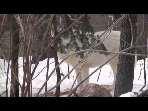 WC Video - 18 March 2011 - Ice and Mud Season