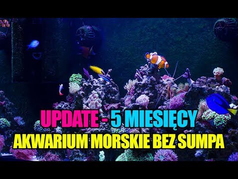 (54) Glossy Reef 200 - Update - 5 miesięcy - Akwarium morskie bez sumpa - Reef aquarium