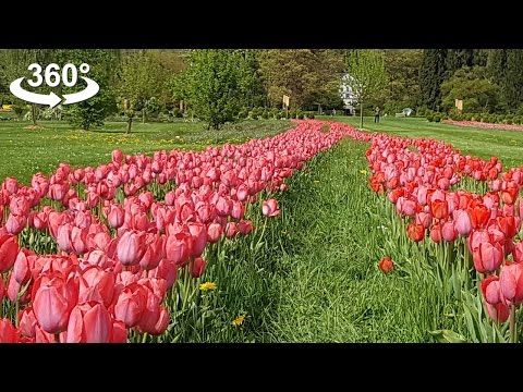 The Most Spectacular Flower Fields, VR 360 video