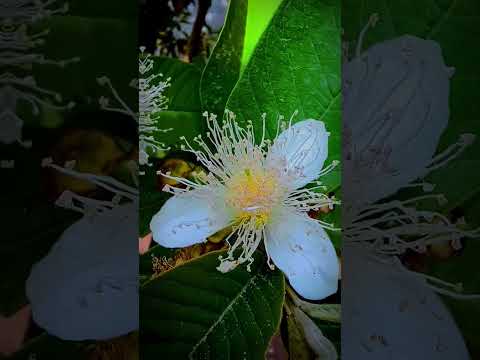 Photography #flowers #whiteroses #shorts