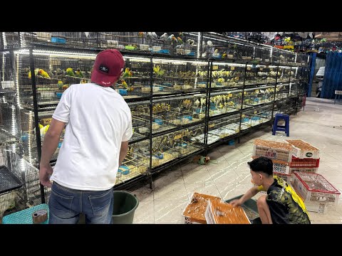 HARGA KENARI OMBYOKAN DI DAPIT LOVEBIRD SIDOARJO TERBARU DI BULAN PUASA 2026 MAKIN MURAH STOK FULL