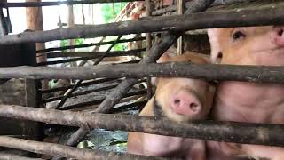 #pig #farmanimalct #funnyanimal #piggy #pigfeed #funnyfarmanimal #funnypig #animals #beautifulpig