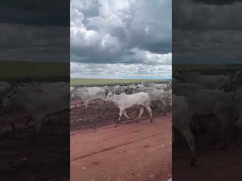 Itiquira Mato Grosso #automobile