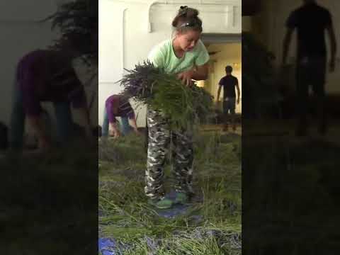 Why #farmers plant #lavender to save toxic land. #shorts #scienceinsider