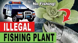 The Illegal FISHING Plant - Mullein