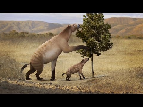 Evolution of Horses and their Relatives