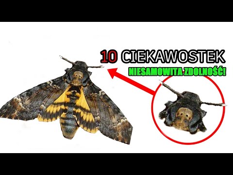 Czy wiesz że?...10 ciekawostek przyrodniczych. Część.4