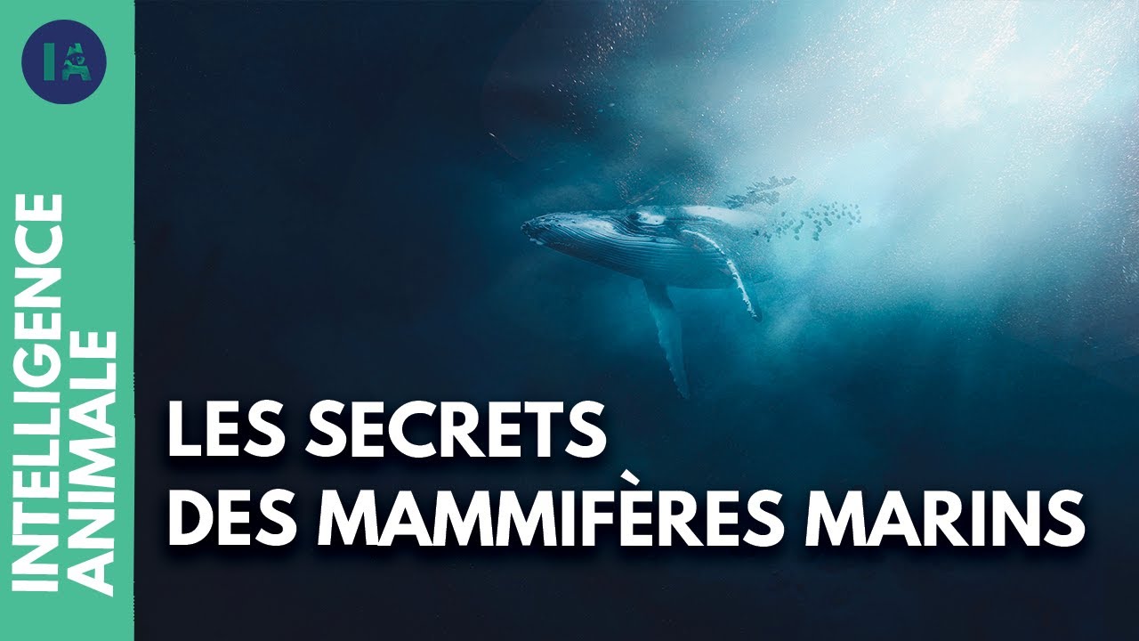 Documentaire | Connaissez-vous vraiment les mammifères marins