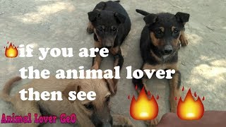 if you are the animal lover than see🔥 🔥!!!dog heart touching🔥
