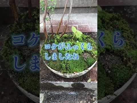 園芸 風景のミニチュア「盆景」