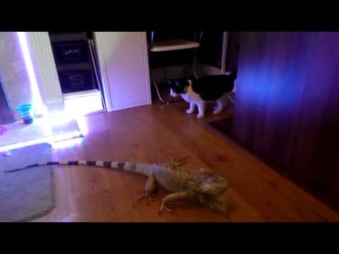Una iguana un gato y un perro