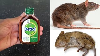 Dettol 😲😲 How To Kill Rats Within 30 minutes || Home Remedy |Magic Ingredient | Mr. Maker