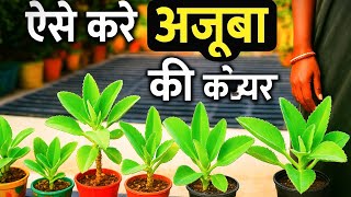 अजूबा या मदर प्लांट मिट्टी कैसे बनाएं और पानी कब दे#gkgarden #garden #plants #gardentips #viralvideo