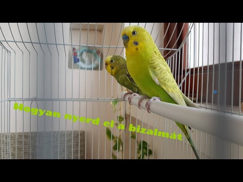 paraziták a cockatiels kezelésében tabletták hatása a férgektől