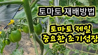 #토마토 재배 방법  #토마토는 초기 성장이 제일 중요합니다