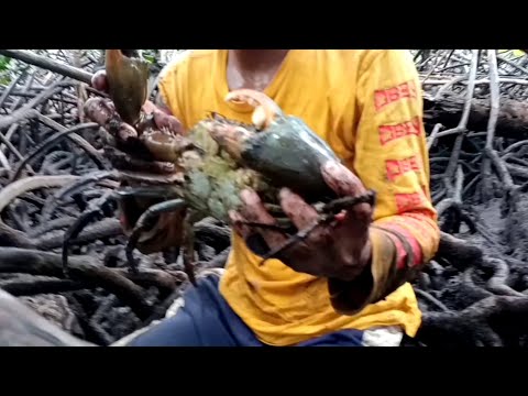 how to catch a crab at the middle of mangrove forest using an improvise steel hook/catch and cook