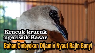 Download lagu Pancingan Joss trucukan NGERIWIK KASAR PALING CEPAT DI RESPON biar trucukmu Rajin Bunyi Gacor mp3 Download lagu Pancingan Joss trucukan NGERIWIK KASAR PALING CEPAT DI RESPON biar trucukmu Rajin Bunyi Gacor mp3