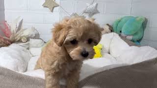 ハーフ犬の動画01