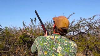 Endless shots - dove hunt