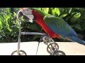 Funny Parrot Show Tricks - Bicycle - Don Andre Harlequin Macaw HD New