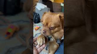 Video preview image #1 Pomeranian-Unknown Mix Puppy For Sale in Bellevue, WA, USA