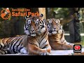 What I M Looking Forward To In 2026 San Diego Zoo Safari Park