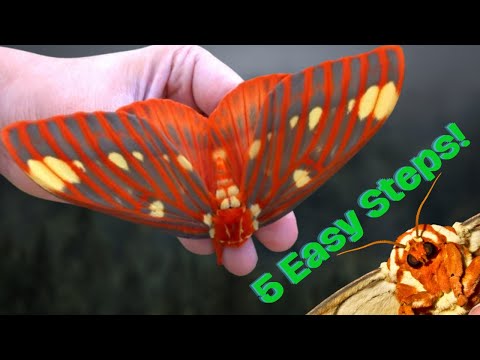 Royal Walnut Moth / Regal Moth - 5 EASY STEPS to BREED THEM! [Citheronia regalis]