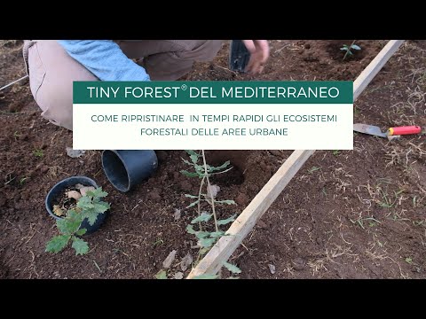 Tiny Forest® del Mediterraneo