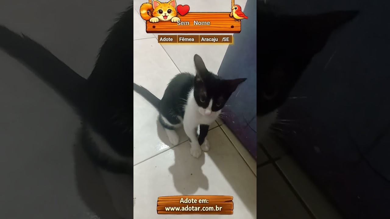 Gato raça SRD-ViraLata idade 2 a 6 meses nome Sem Nome