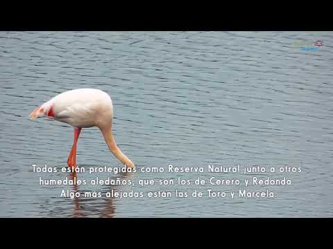Birding Málaga. Ver aves en las lagunas de Campillos