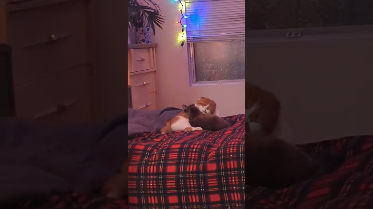 Elizabeth Taylor, a ADOPTABLE Burmese in Mississauga, ON video 6/6